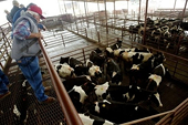 Hàn ngừng nhập thịt từ Brazil do lo bệnh "bò điên"