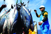 Thái Lan: Mất cơ hội được giảm thuế nhập khẩu cá ngừ vào EU 