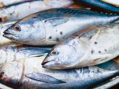 Mexico ủng hộ dán nhãn cá ngừ sinh thái 