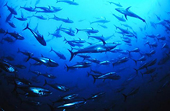 Nhật Bản dự kiến miễn thuế cho cá ngừ vây xanh Australia 