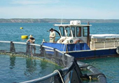 Australia: Thủy sản nuôi hướng tới thị trường Châu Á