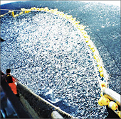 EU xác nhận 91% trữ lượng thủy sản ở Địa Trung Hải bị lạm thác
