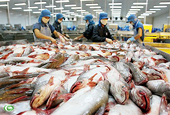 Nguyên nhân nào khiến giá cá tra sụt giảm?