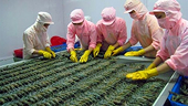 Việt Nam đứng đầu xuất khẩu tôm sang Hàn Quốc