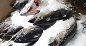 Tháng 10 xuất khẩu cá ngừ tăng mạnh 16,9%