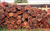 Từ 1/1/2015 ngừng nhập khẩu gỗ trắc vào Việt Nam