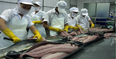 Xuất khẩu cá ngừ Việt Nam sang Australia tăng mạnh năm 2014