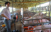 Ngành chăn nuôi: Vật vã trước thềm hội nhập