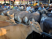 Việt Nam là thị trường xuất khẩu gia súc lớn thứ hai của Australia