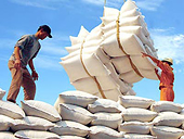 Xuất khẩu gạo tăng trở lại