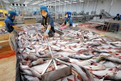 Bỏ hợp đồng xuất khẩu đối với doanh nghiệp kinh doanh cá tra
