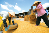 Khối lượng gạo xuất khẩu Việt Nam tăng vọt