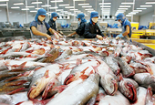 Hoa Kỳ chính thức kiểm tra cá tra, basa Việt Nam từ ngày 15/4