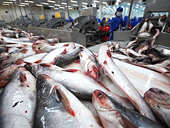 NAFIQAD xin bổ sung thêm 13 doanh nghiệp XK cá tra sang Hoa Kỳ