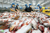Kiểm tra toàn bộ các lô hàng cá da trơn xuất khẩu vào Hoa Kỳ