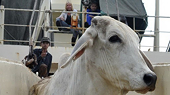 Cấm xuất khẩu bò Úc sang VN: Đang dừng để điểu tra