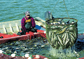 Kiến nghị 11 biện pháp gỡ khó xuất khẩu thủy sản