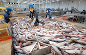 Bộ Thương mại Hoa Kỳ công bố Kết luận cuối cùng đợt rà soát hành chính thuế chống bán phá giá lần thứ 12 (POR12) đối với sản phẩm cá tra - basa của Việt Nam