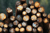 Canada phản đối Mỹ áp thuế trừng phạt đối với gỗ xẻ mềm