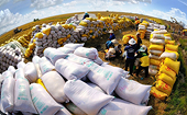 Triển vọng tăng trưởng xuất khẩu gạo