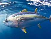 Tận dụng lợi thế Hiệp định EVFTA, xuất khẩu cá ngừ sang EU tăng phi mã