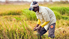 Giá gạo tăng, Senegal tìm nguồn cung gạo tấm ngoài Ấn Độ