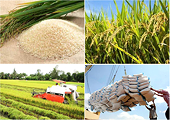 Xuất khẩu gạo tăng cao, doanh nghiệp vẫn chưa hết lo