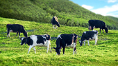Canada siết chặt quy định nhập khẩu bò sữa tại Mỹ do dịch cúm H5N1