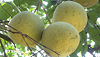 Điều kiện để trái bưởi tươi Việt Nam được xuất khẩu vào Australia