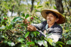 Cà phê Việt Nam được thị trường châu Âu - châu Mỹ ưa chuộng