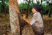 Giá cao su thiên nhiên thế giới tăng nhanh