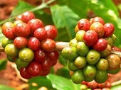 Cơ hội nâng tầm quảng bá thương hiệu cà phê Việt Nam
