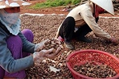 40% nguyên liệu của ngành điều vẫn phải nhập khẩu 