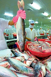 Cá basa VN đạt quy định vệ sinh thực phẩm của EU   