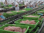  Cá tra đi Mỹ chưa bị ảnh hưởng trong năm nay