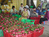Gỡ khó cho thanh long vào Mỹ