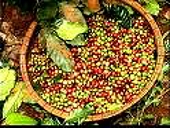 Malaixia thiệt hại 600 triệu ringgít do EU hạn chế nhập khẩu