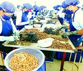 Nông sản Việt Nam bất lợi vì tỷ giá
