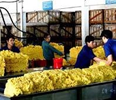 Dự báo về tình hình giá cả cao su tự nhiên tại thị trường Trung Quốc trong thời gian sắp tới