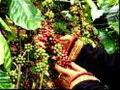 Xuất khẩu cà phê giảm vì… mưa