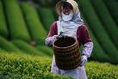DN nên khẩn trương liên hệ với nước NK để nắm bắt cơ chế C/O và xin mẫu AJ 