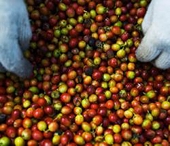Thị trường Cà phê, Chè Hàn Quốc