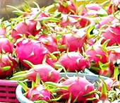 Mỹ tạm ngừng nhập khẩu thanh long Việt Nam