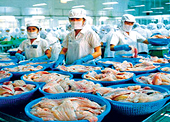 Thuận đường cá tra sang Mỹ