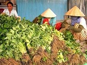 Xuất khẩu rau sang thị trường Campuchia