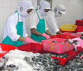 Trung Quốc, Hàn Quốc tiêu thụ mạnh tôm Việt Nam