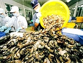 Trung Quốc, Hàn Quốc tiêu thụ mạnh tôm của Việt Nam