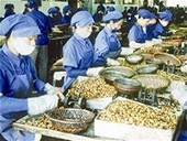 Xuất khẩu hạt điều sang Mỹ - triển vọng năm 2009