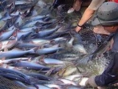 Mời phía Ai Cập sang kiểm tra cá tra, basa Việt Nam