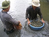 Thủy sản: thị trường nhỏ lên ngôi